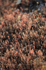 Sedum rubens