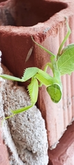 Photiomantis