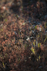 Sedum rubens