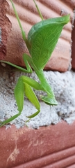 Photiomantis