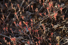 Sedum rubens