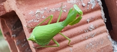 Photiomantis