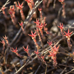 Sedum rubens