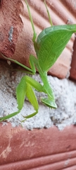 Photiomantis