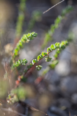 Andrachne telephioides