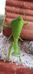 Photiomantis