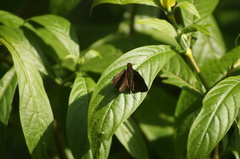 Miltomiges cinnamomea