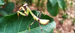 Stagmatoptera reimoseri