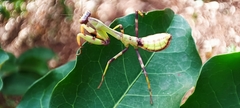Stagmatoptera reimoseri