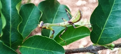 Stagmatoptera reimoseri