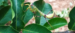 Stagmatoptera reimoseri