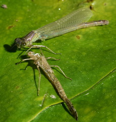 Erythromma najas