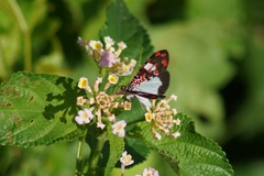 Utetheisa elata