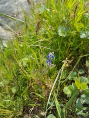 Lupinus polycarpus