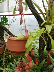 Nepenthes distillatoria