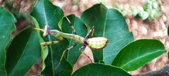 Stagmatoptera reimoseri
