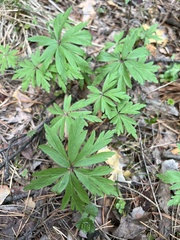 Anemonoides uralensis