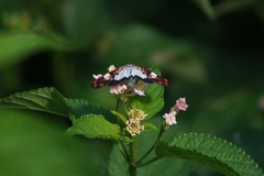 Utetheisa elata