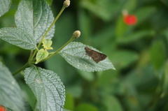 Vehilius stictomenes