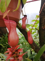 Nepenthes distillatoria