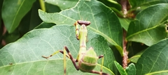 Stagmatoptera reimoseri