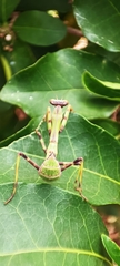 Stagmatoptera reimoseri