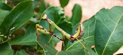 Stagmatoptera reimoseri