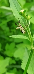 Pseudoxya diminuta