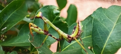 Stagmatoptera reimoseri