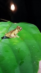 Dendropsophus marmoratus