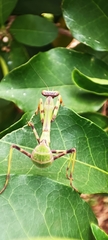 Stagmatoptera reimoseri