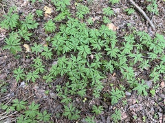 Anemonoides uralensis