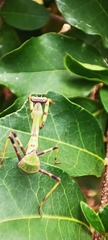 Stagmatoptera reimoseri