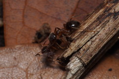 Lasius hayashi