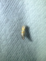 Battaristis vittella