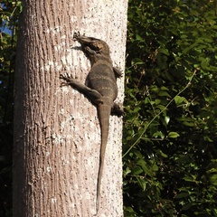 Varanus rudicollis