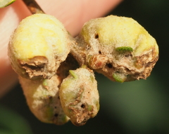 Neuroterus quercicola