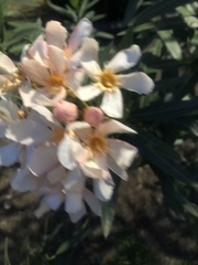 Nerium oleander