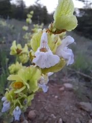 Salvia absconditiflora