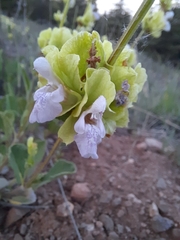 Salvia absconditiflora