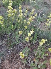 Salvia absconditiflora