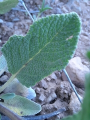 Salvia absconditiflora
