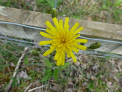 Hypochaeris maculata