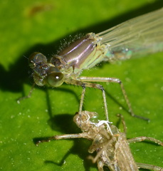 Erythromma najas