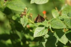 Miltomiges cinnamomea