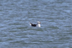 Larus marinus