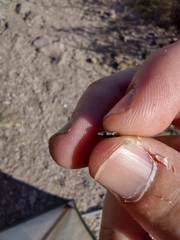 Agrilus lecontei celticola