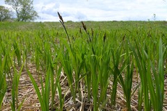 Carex melanostachya