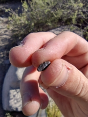 Chrysobothris culbersoniana