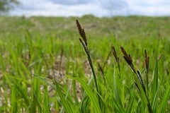 Carex melanostachya